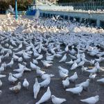 Thousands of doves at the Shrine of Hazrat Ali, Mazar-i-Sharif.