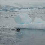 Leopard seal eyeballing an iceberg to take a rest.