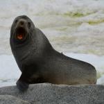 Fur seal big yawn!