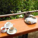 Half way up the trek to Taktsang Monastery (Tiger's Nest) is a cafe and lookout point.  You can have coffee or a cat.
