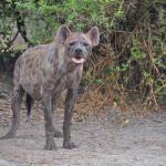 Mr. hyena; note the teeth and jaw which are specially designed for crushing and breaking bones.