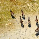 Herd of zebra running amok!