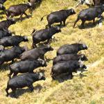 A herd of cape buffalo.