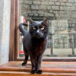There are cats everywhere in Kotor
