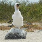 A baby blue-footed booby.  The feet don't turn blue until sexual maturity.