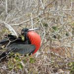 Male frigate bird.  In breeding season, the male is able to distend its red gular sac to attract females.  