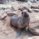 The Galapagos sea lion.  They number about 50,000 and can be found on every island in the Galapagos.