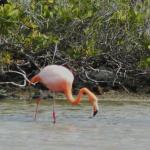 The Galapagos flamingo.