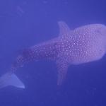 Snorkeling with the whale sharks!