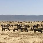 Wildebeest in Ngorongoro Crater.