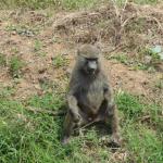 Nairobi National Park