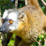 Common Brown Lemur.