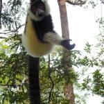 Black and White Ruffed Lemur.