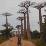 Madagascar's famous Baobab trees.  Some live for up to a thousand years and reach epic proportions.  They call them "roots of the sky".