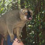 More lemur antics!