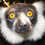 Black and White Ruffed Lemur.