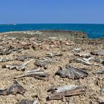 Shark drying in the hot sun. Somalians don't eat them, but they sell them to East Africans that do!