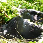 It's not easy photographing gorillas as the sun is often in the wrong place AND they keep moving.