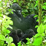 Only 720 mountain gorillas remain in the world today.