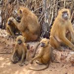 Makasutu Culture Forest, The Gambia