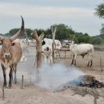 They burn cow dung to try to keep the mosquitos away.