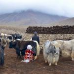 Kyrgyz woman milking her yak!