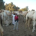 The camel market.  Camels that have walked North from Sudan are being sold.