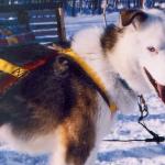 Snow dog Lapland, Finland