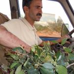 My driver/guide chewing freshly plucked khat.